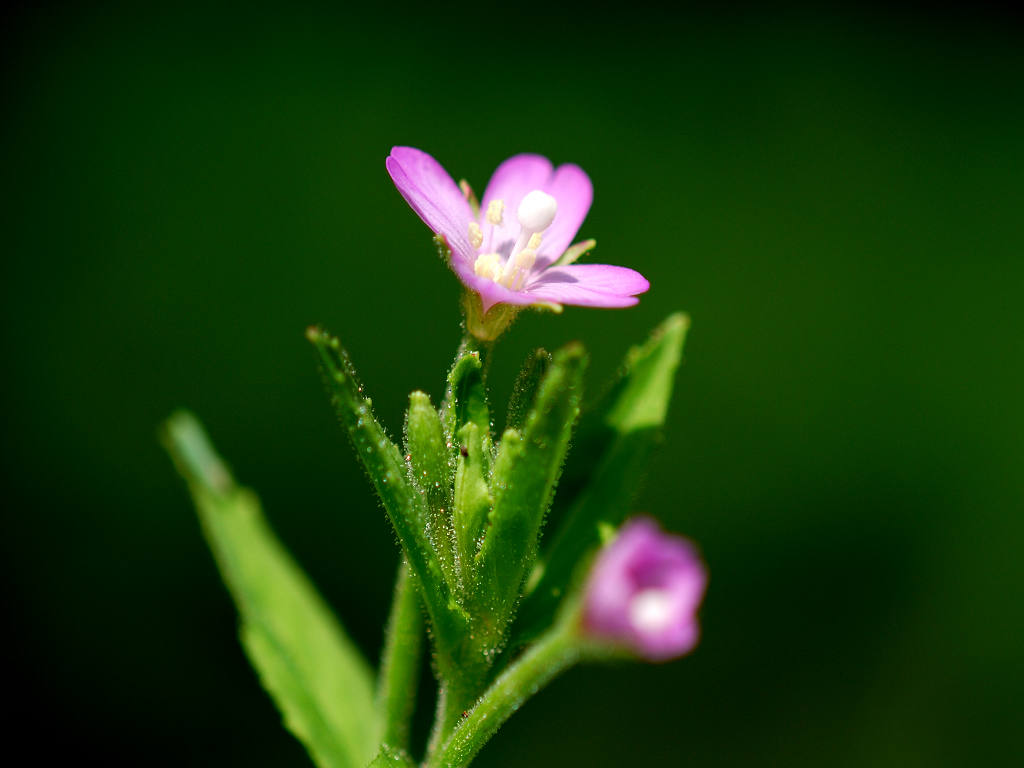 12.08.29.  (hata-gre)