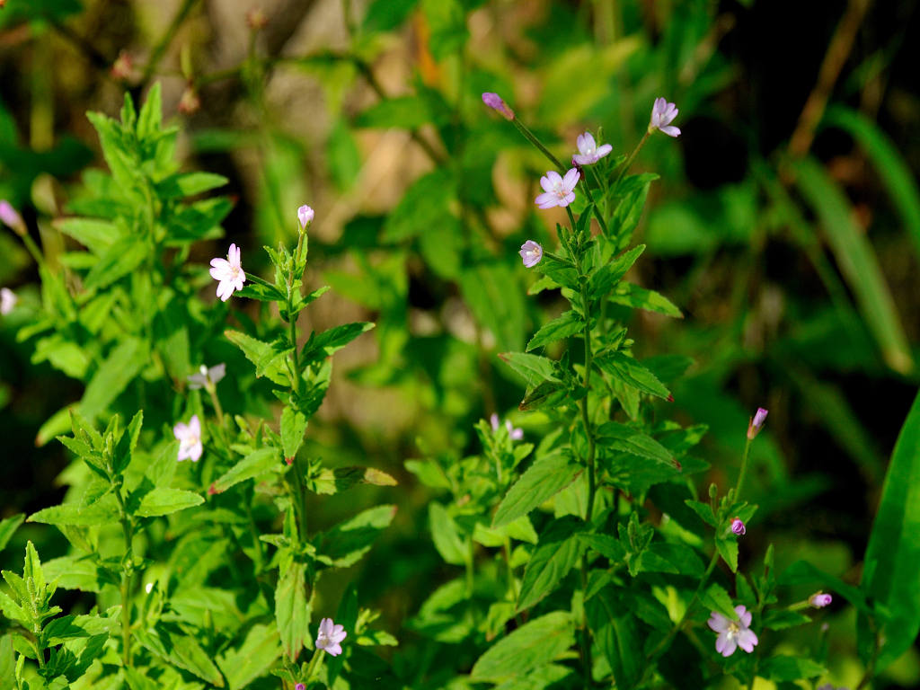 11.09.09.  (kagi-mt)