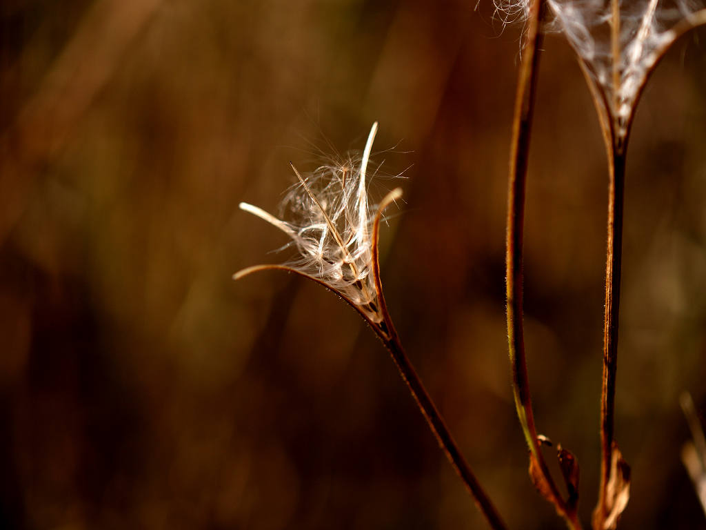 12.11.16. �ʎ��@�@ (hata-gre)