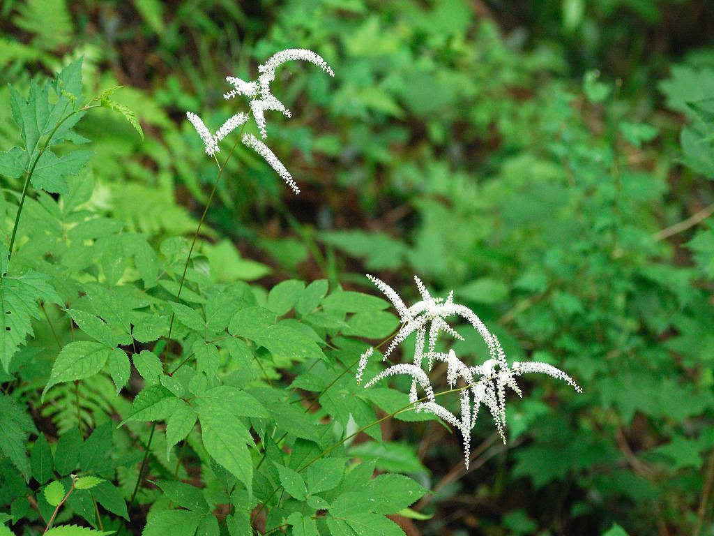 10.06.13.  (kagi-mt)