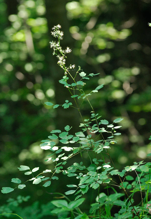 10.08.04.  (kagi-mt)