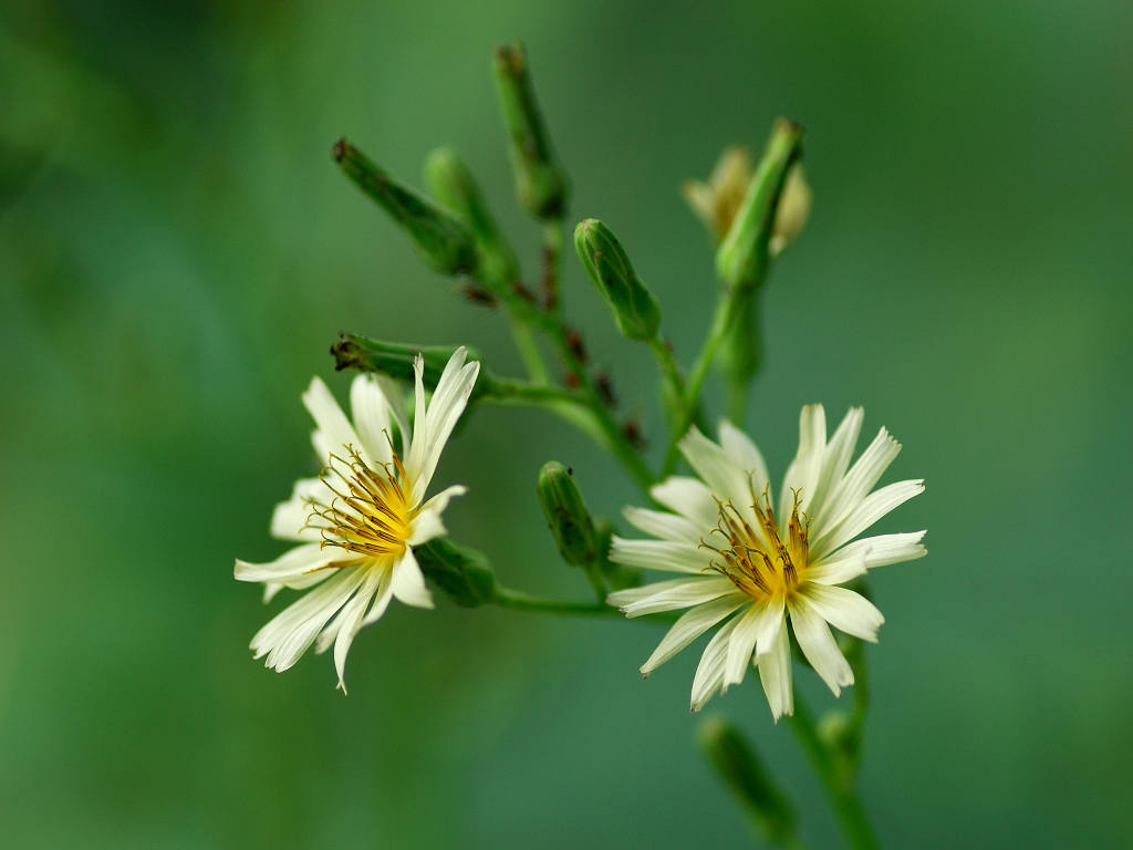 11.08.17.  (hata-gre)