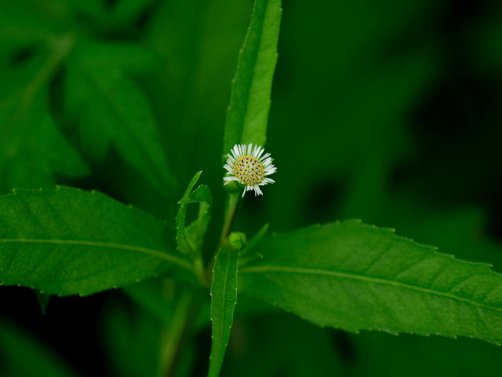 12.08.29.  (hata-gre)