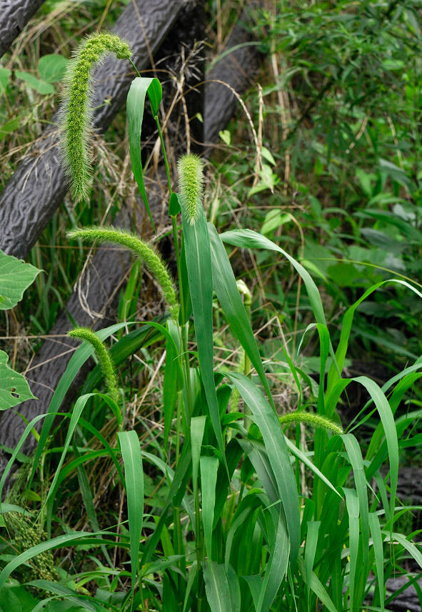 12.08.09.  (hata-gre)