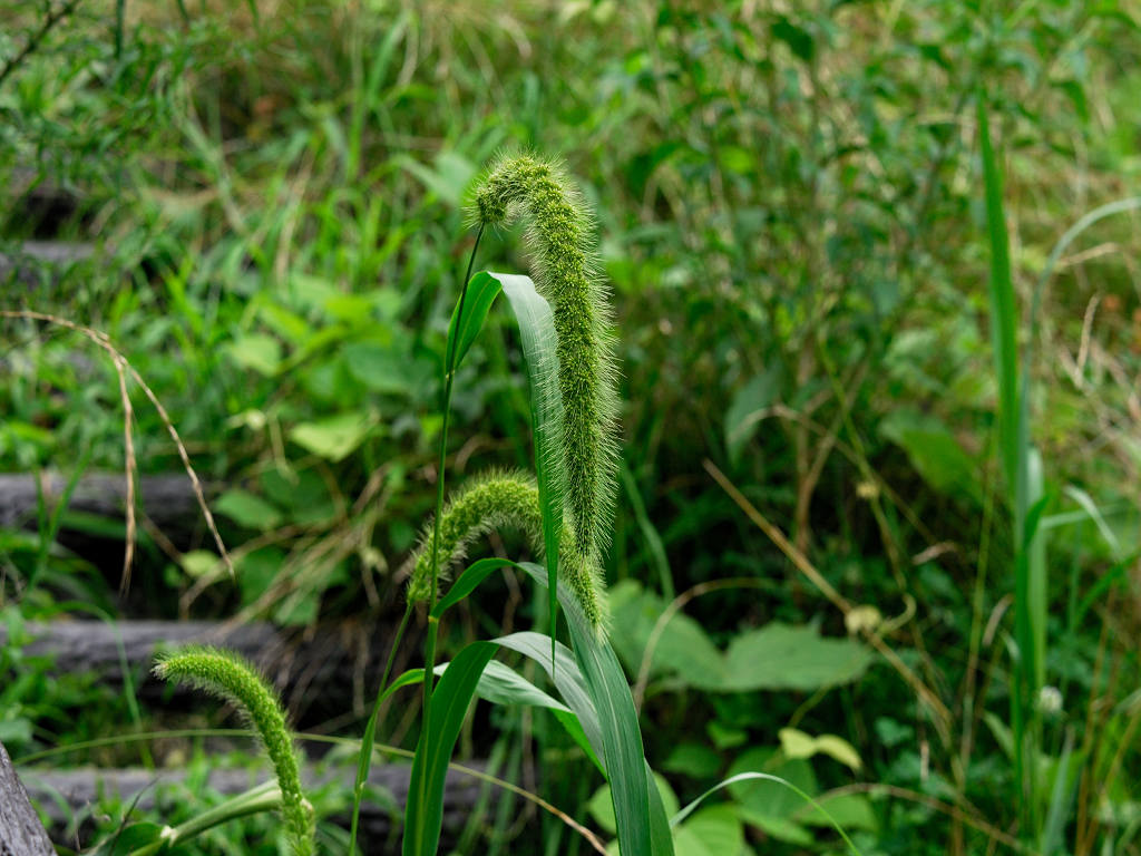 12.08.09.  (hata-gre)