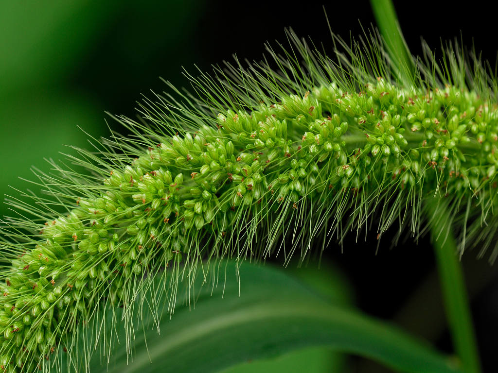 12.08.09.  (hata-gre)