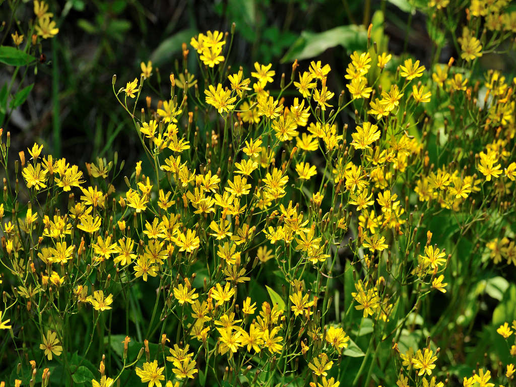 10.06.12.  (taiha-mt)