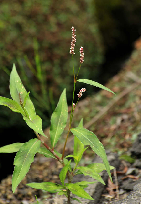 09.07.11.(�����R�j