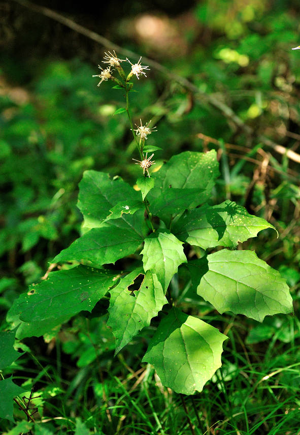 10.10.01.  (kagi-mt)