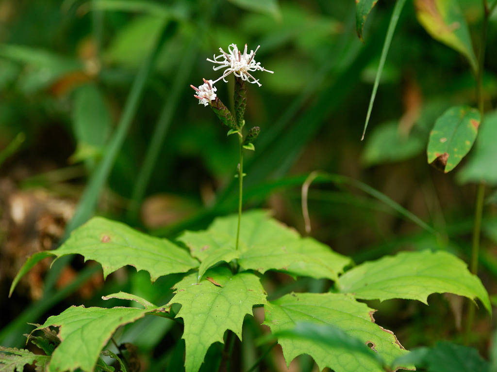 11.10.02.  (kagi-mt)