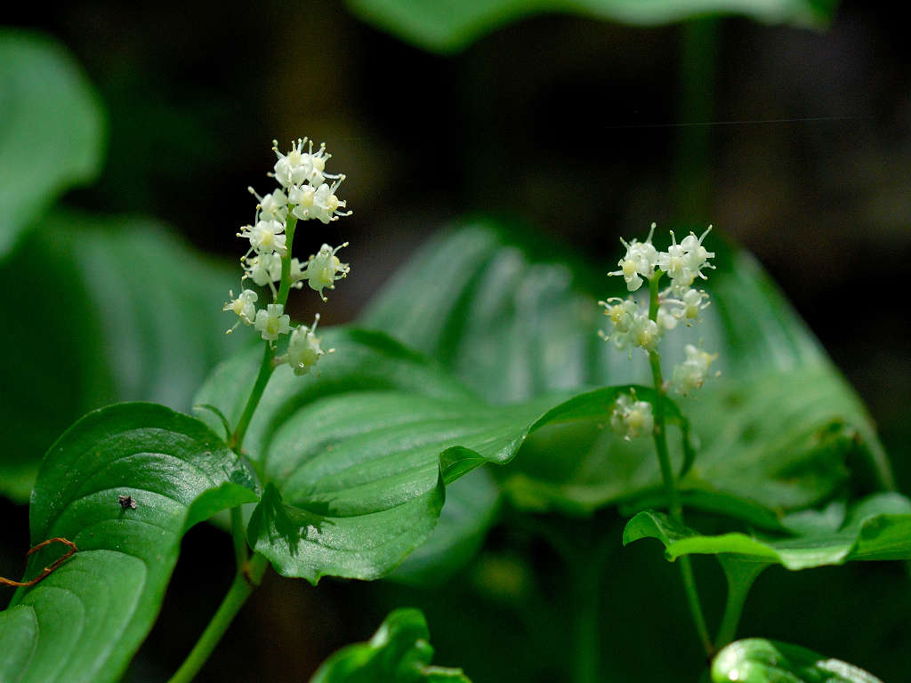 12.05.20.  (kagi-mt)