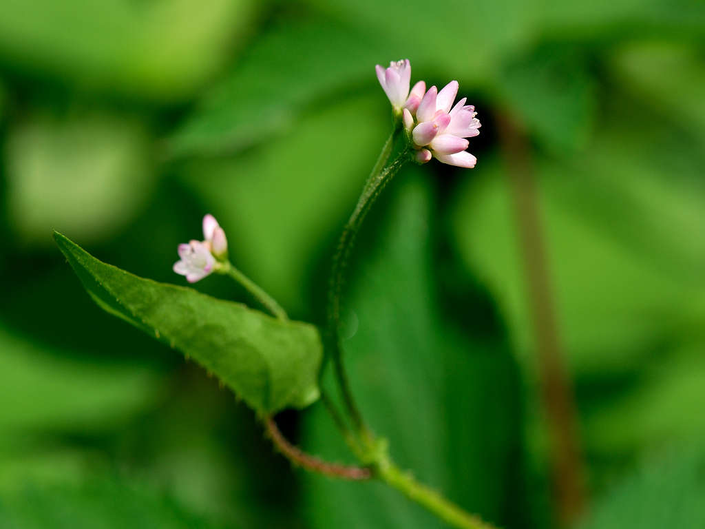 12.07.10.  (hata-gre)