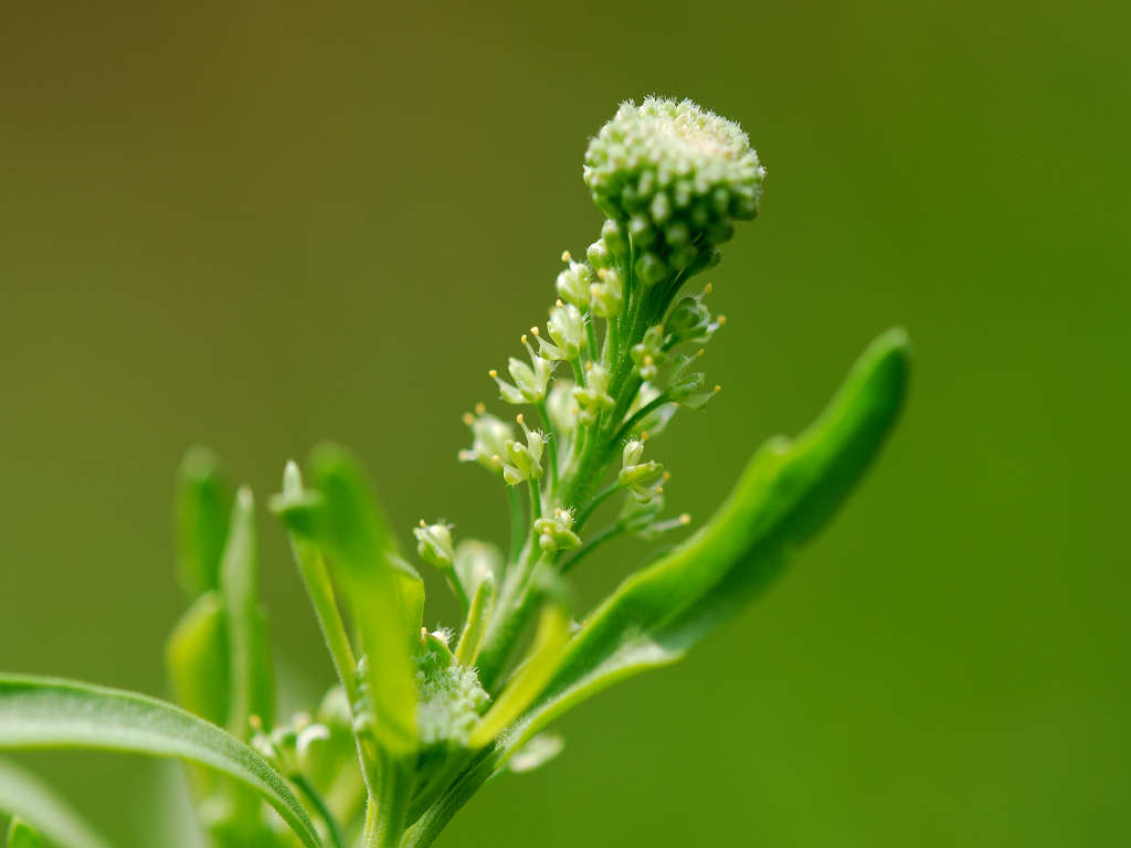 12.06.04.  (hata-gre)