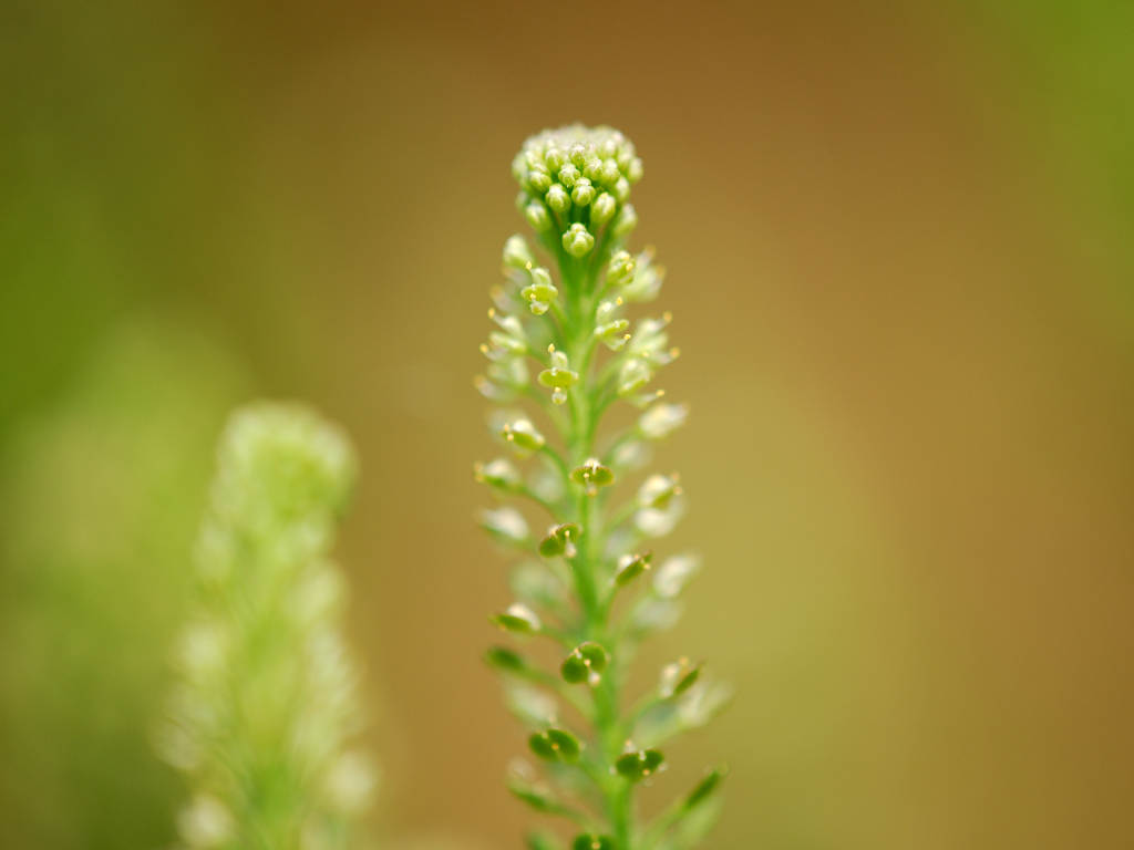 12.06.01.  (hata-gre)