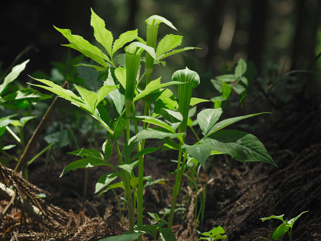 10.06.01.  (taiha-mt)