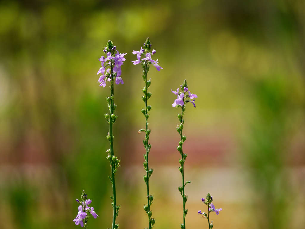 11.06.07.  (hata-gre)