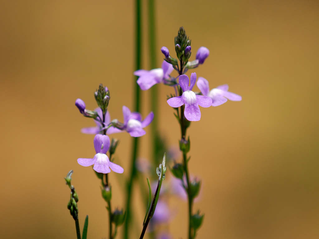 12.06.01.  (hata-gre)