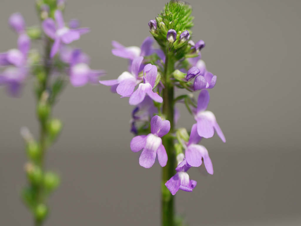 11.06.07.  (hata-gre)