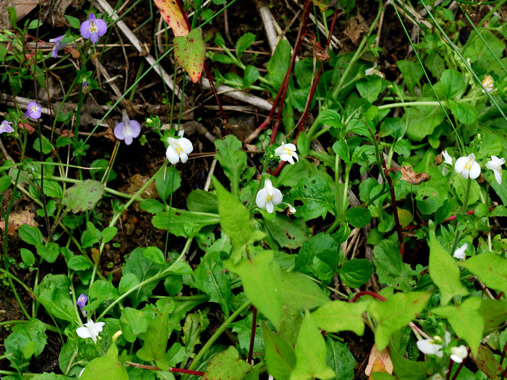 12.06.04.  (hata-gre)