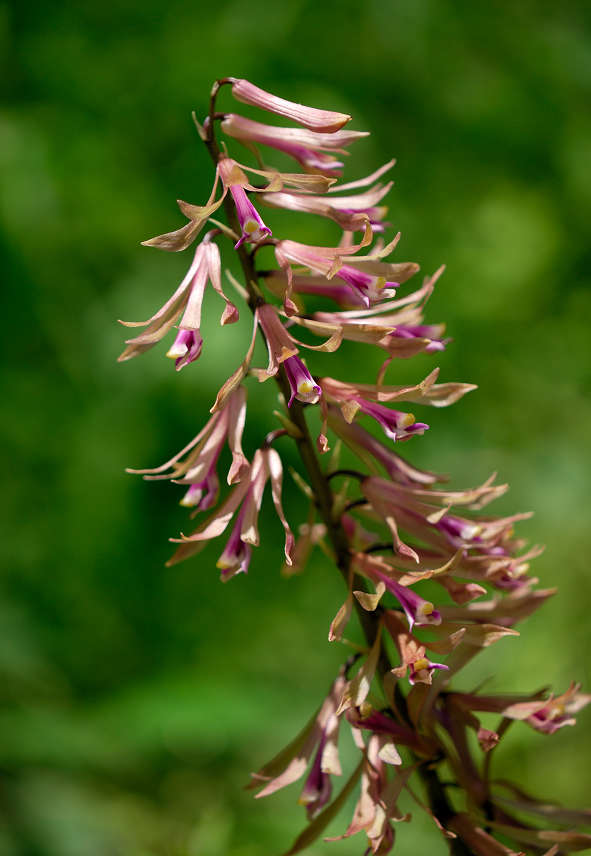 12.06.04.  (hata-gre)