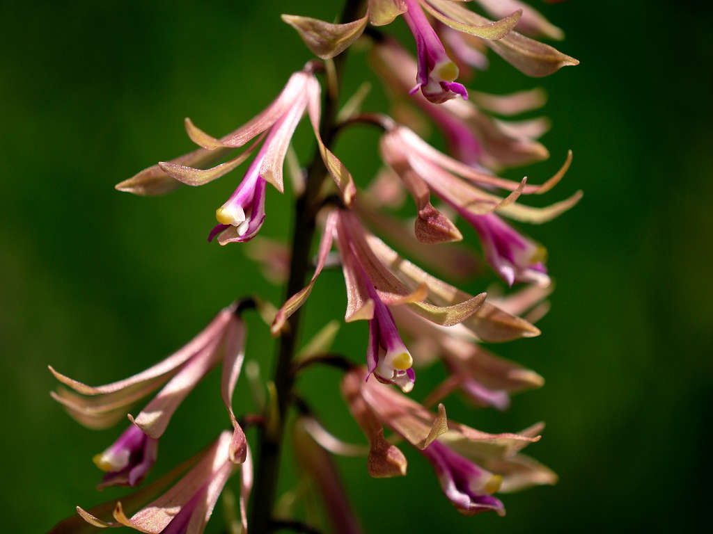 12.06.11.  (hata-gre)