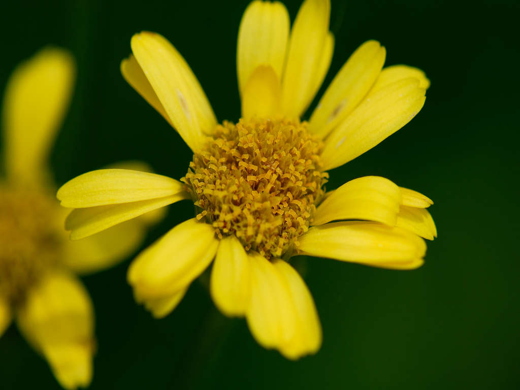 12.05.26.  (taha-gre)