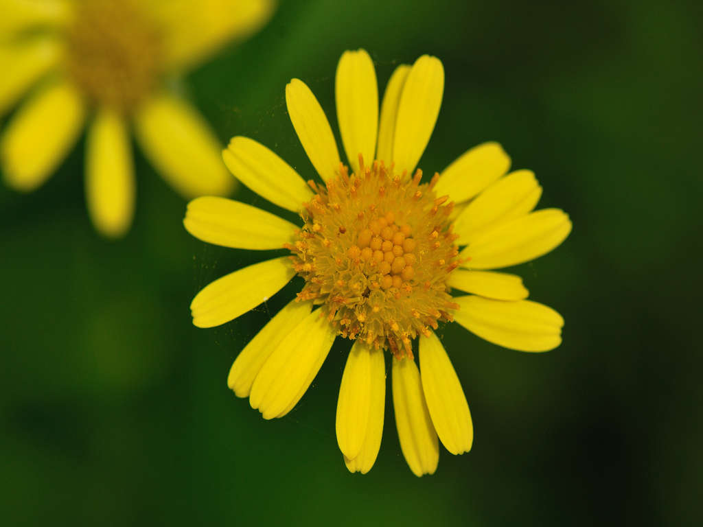 12.05.26.  (hata-gre)