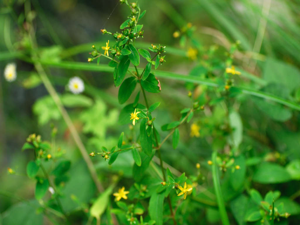 11.08.05.  (kagi-mt)