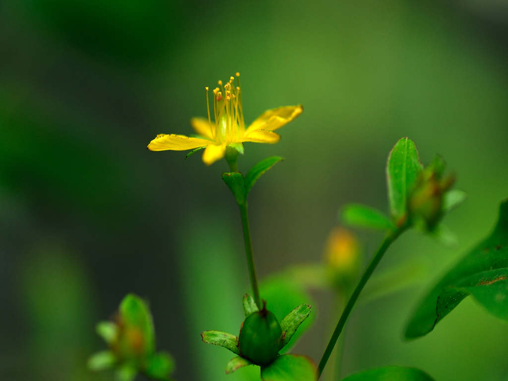 11.08.05.  (kagi-mt)