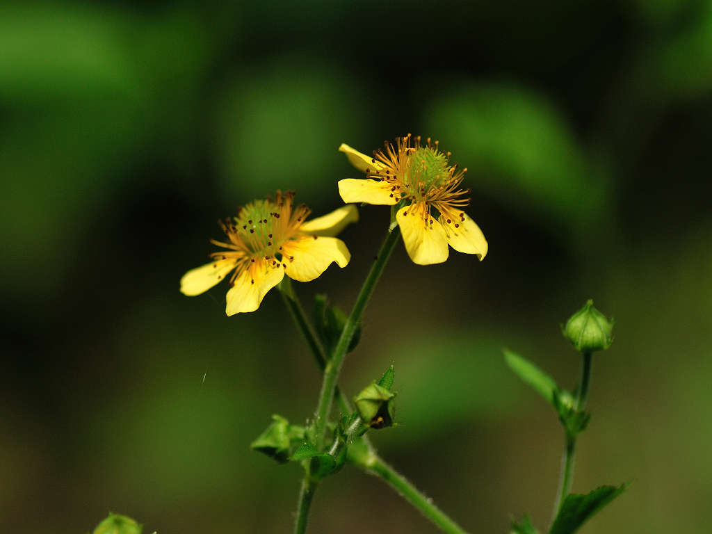 11.07.18.  (kagi-mt)