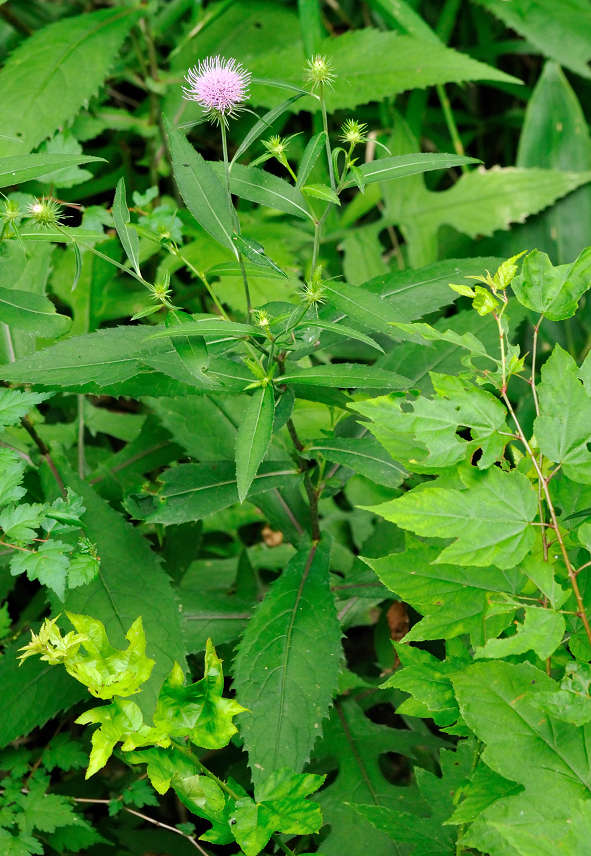 10.08.19.  (kagi-mt)