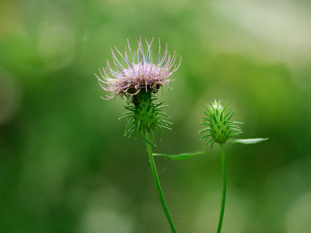 11.09.09.  (kagi-mt)