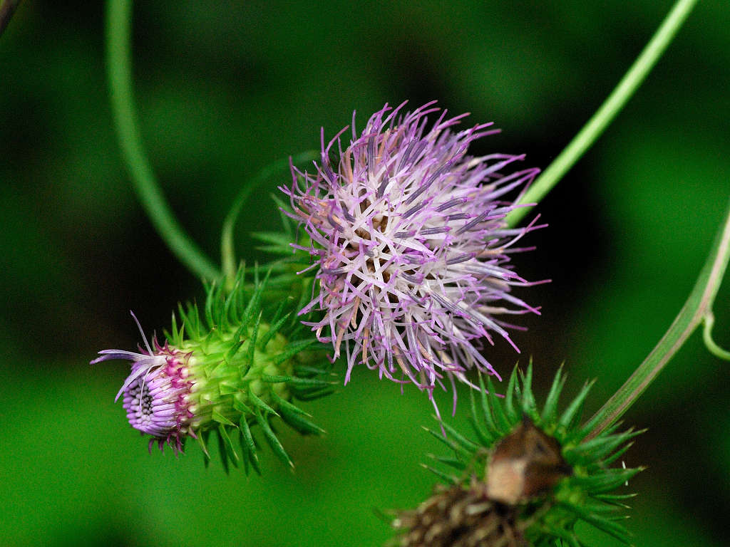 10.09.03.  (kagi-mt)