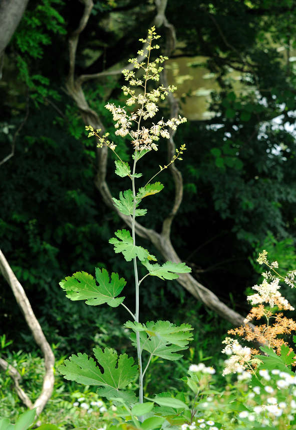 11.07.14.  (hata-gre)