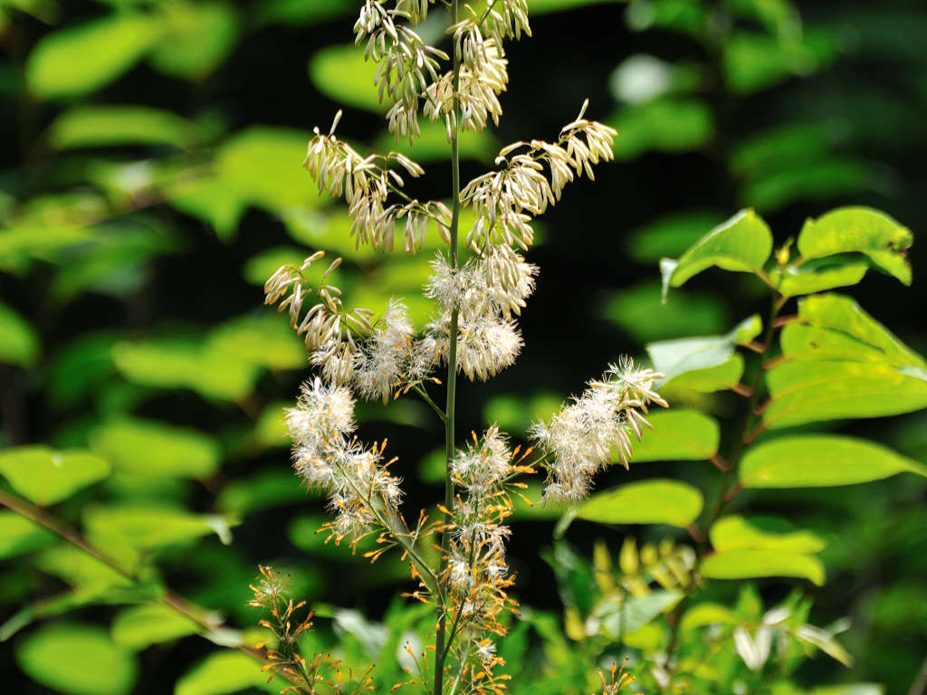 11.07.14.  (hata-gre)