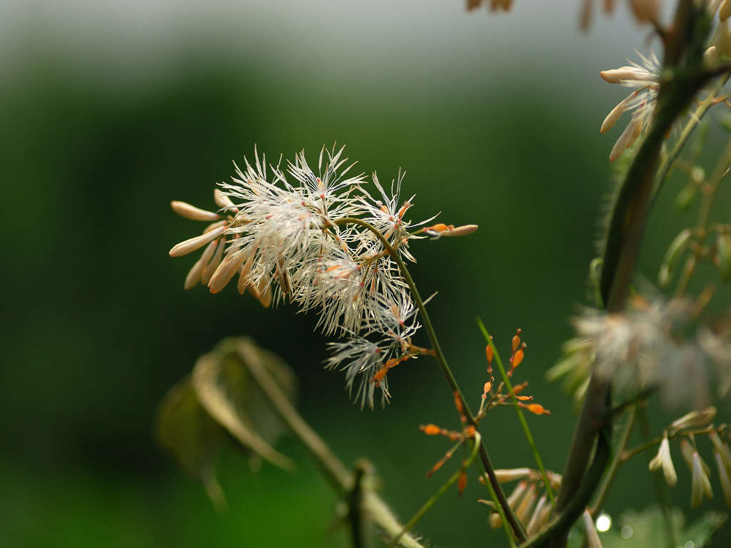 11.07.16.  (hata-gre)