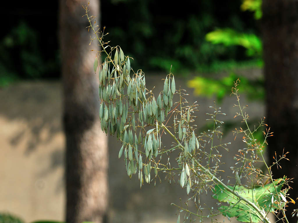 11.08.16.  (hata-gre)