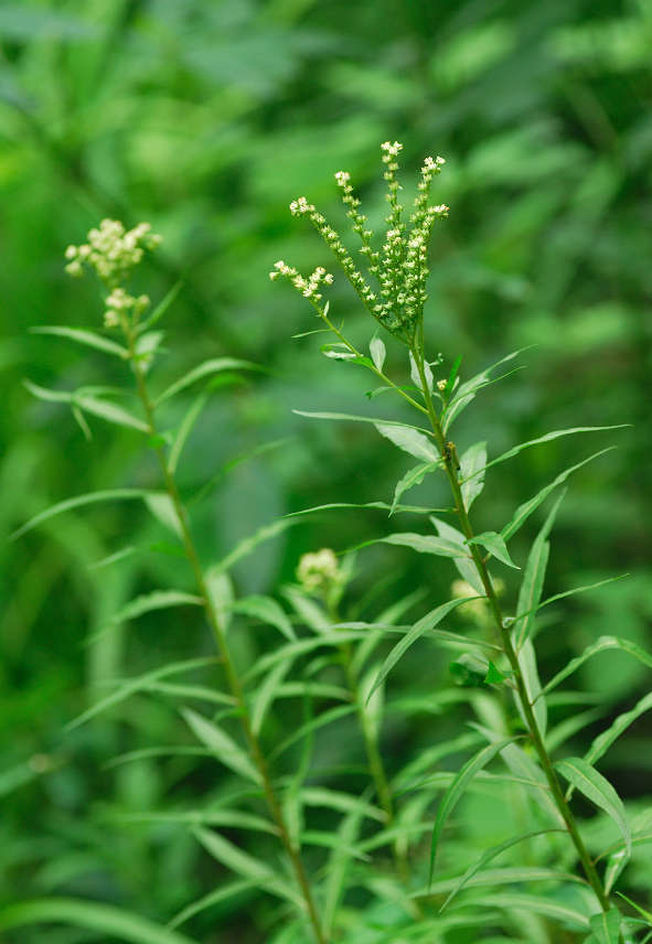 11.08.24.  (hata-gre)