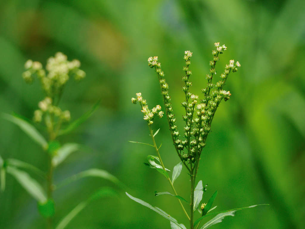 11.08.24.  (hata-gre)