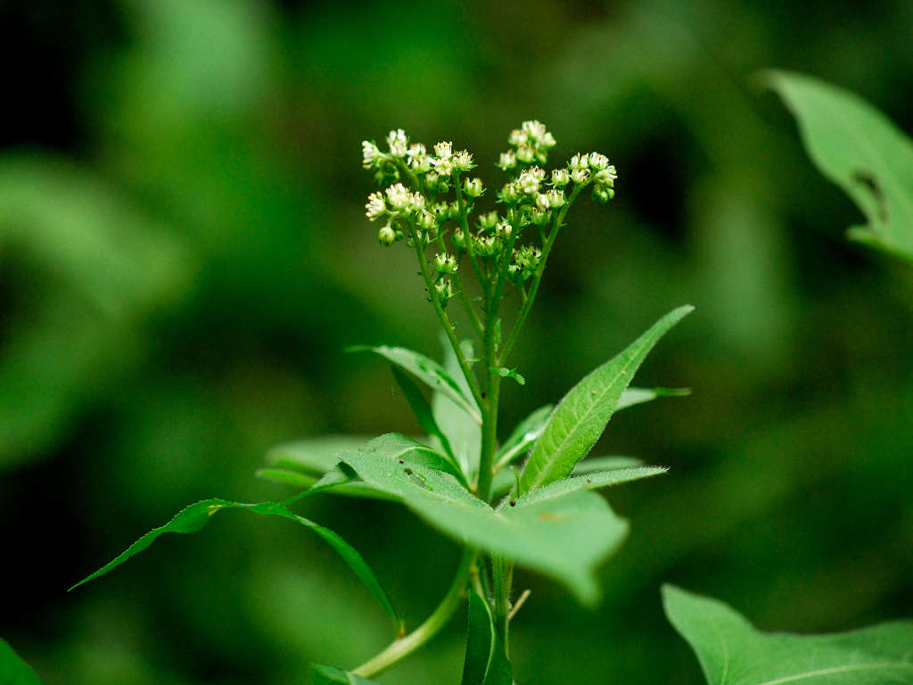 12.08.09.  (hata-gre)