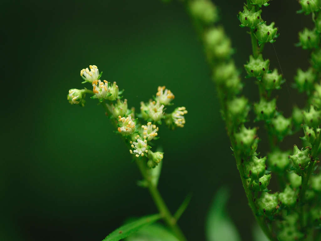 11.08.24.  (hata-gre)