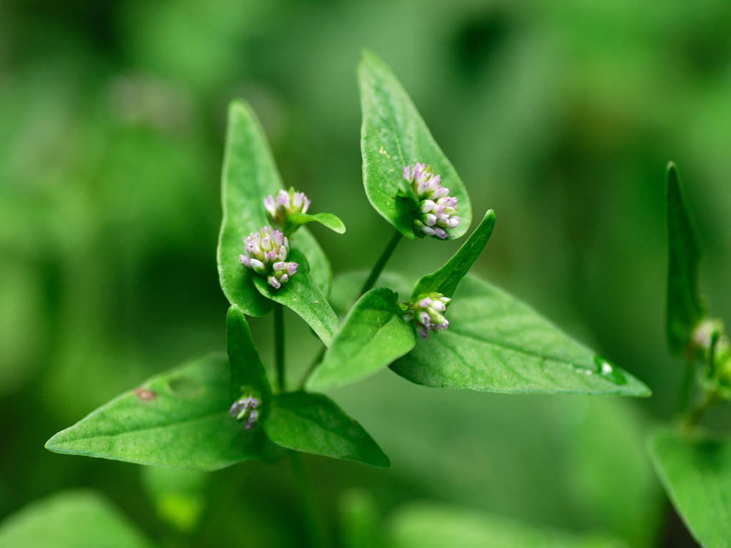 11.10.02.  (kagi-mt)