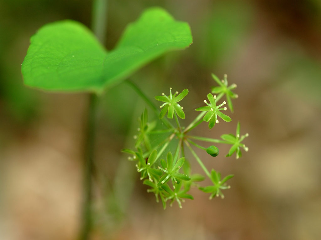 06.05.18.�@�Y�ԁ@�@(tai-mt)