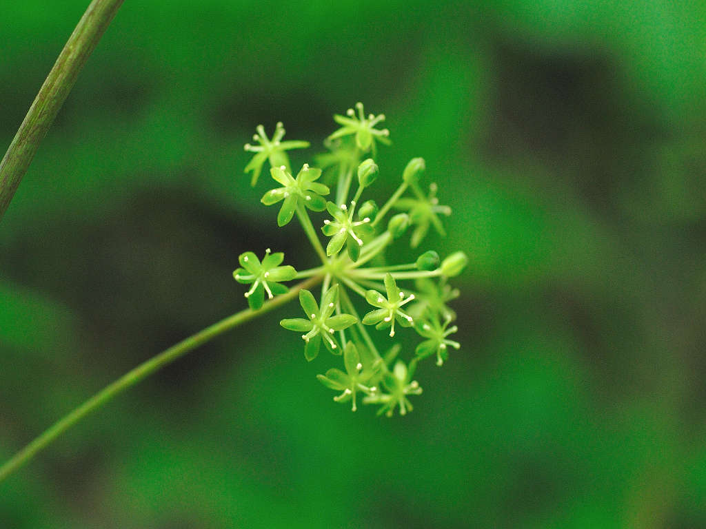 11.05.20.�Y�ԁ@(tai-mt)