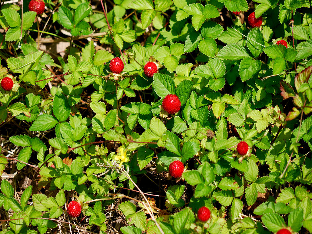 12.06.11.(�����Βn�j