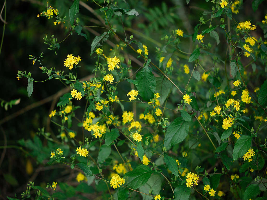 12.10.10.  (hata-gre)