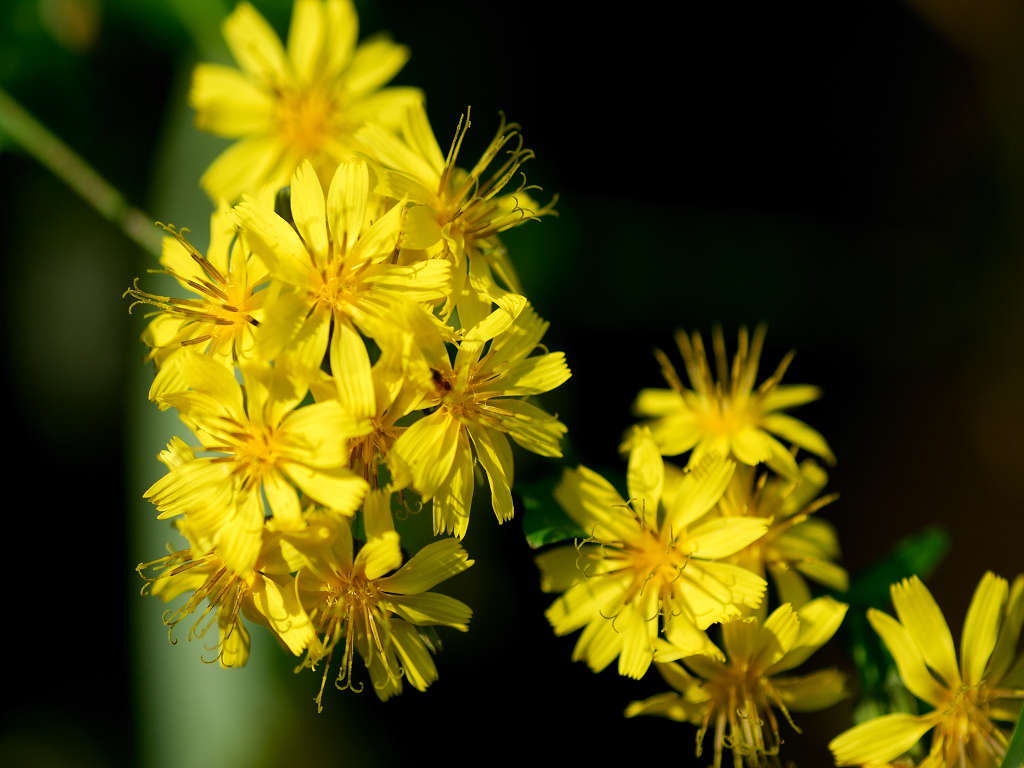 11.10.18.  (hata-gre)