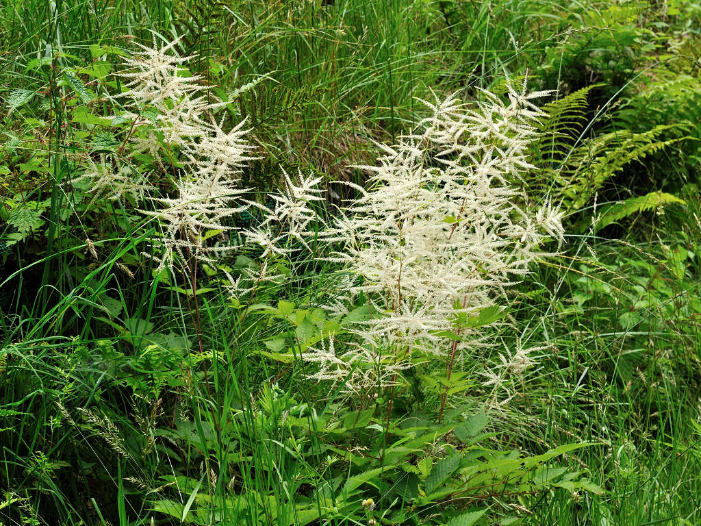 10.06.24.  (kagi-mt)