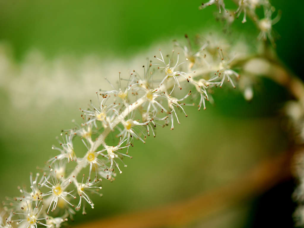 12.06.18.  (kagi-mt)