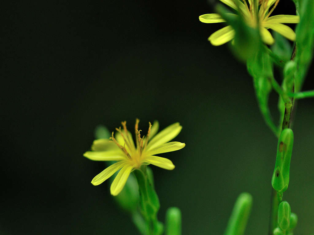 11.08.10.  (kagi-mt)